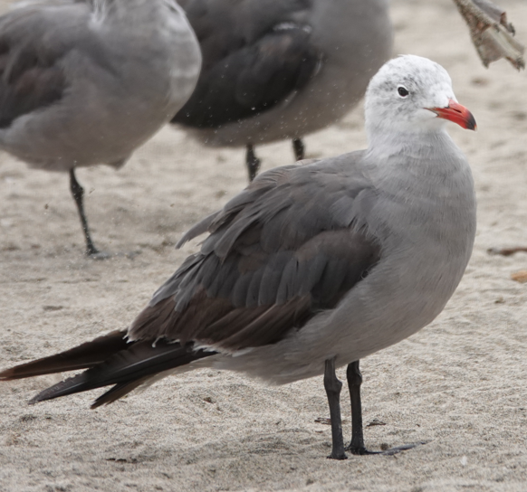 Heermann's Gull - ML640146854