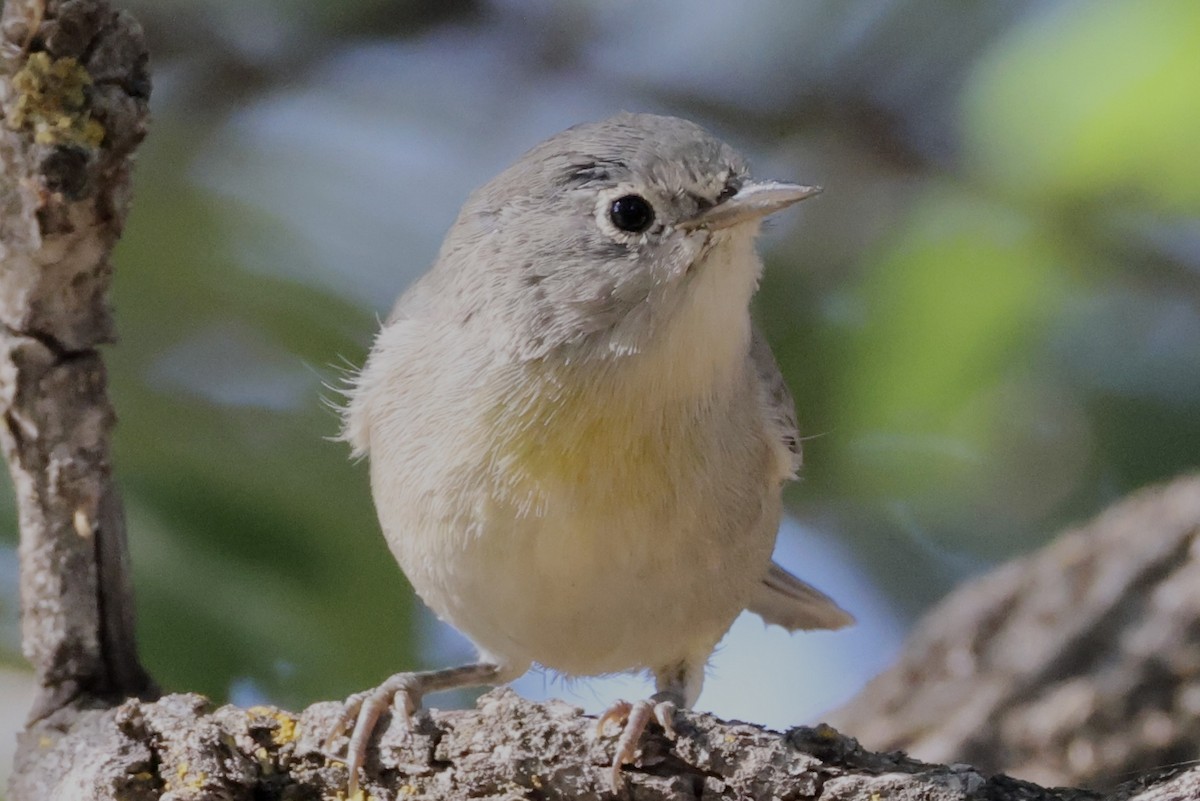 Virginia's Warbler - ML640146857