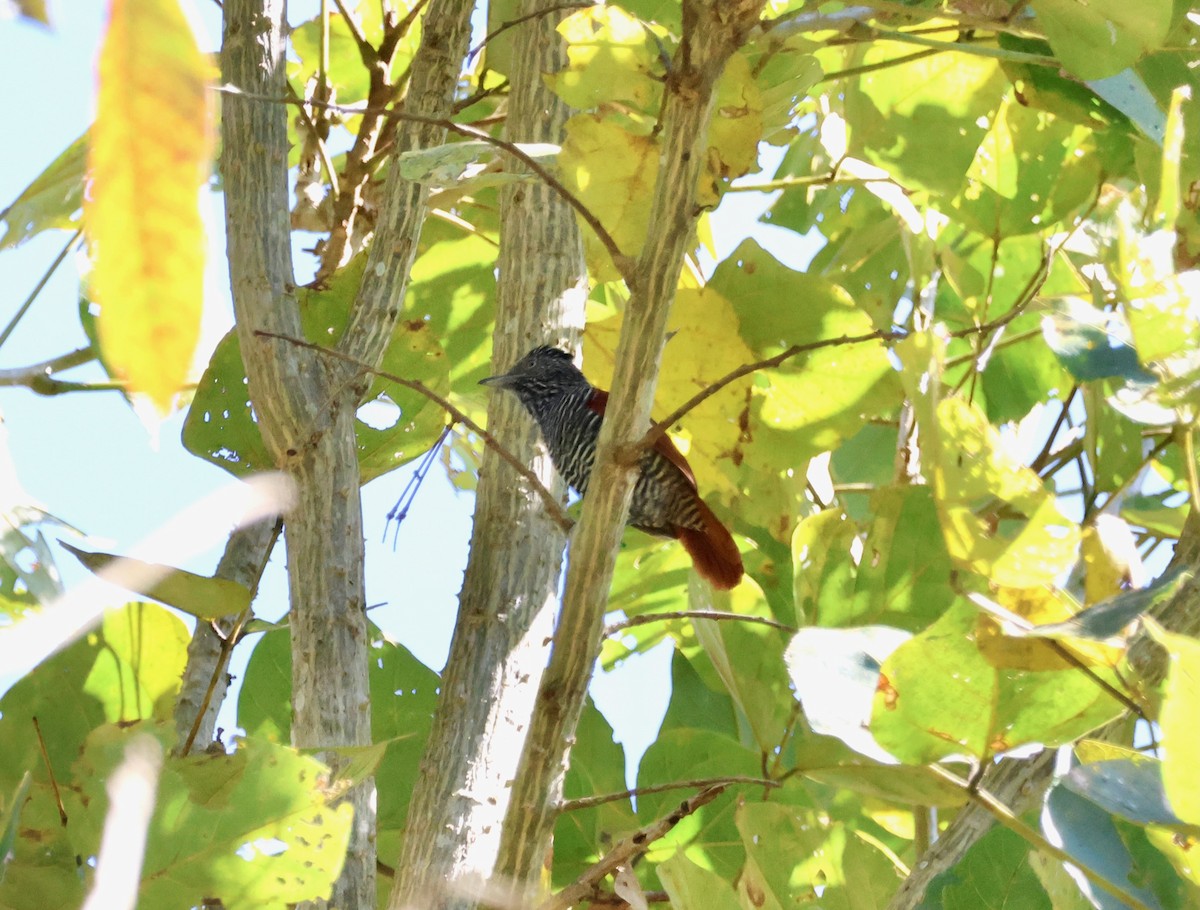 Chestnut-backed Antshrike - ML640146860