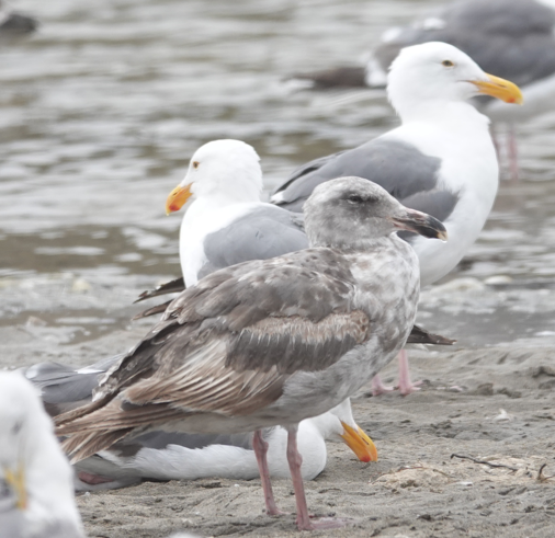 Western Gull - ML640146871