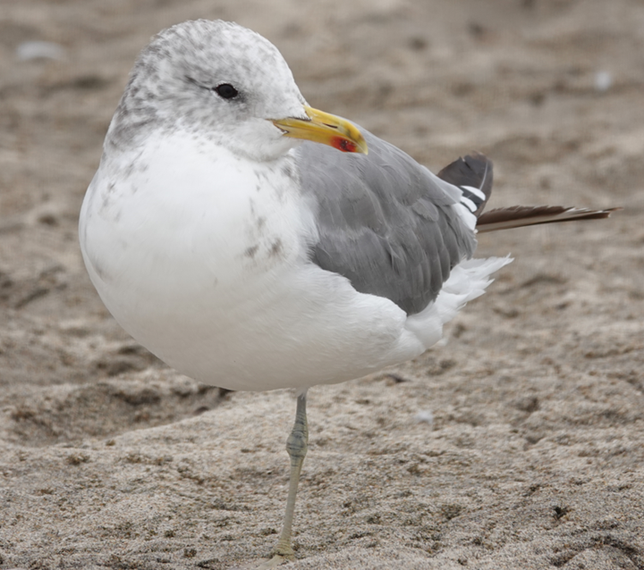 California Gull - ML640146880