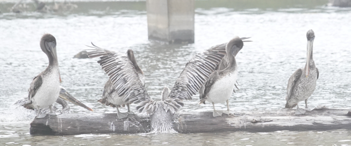 Brown Pelican - ML640146904
