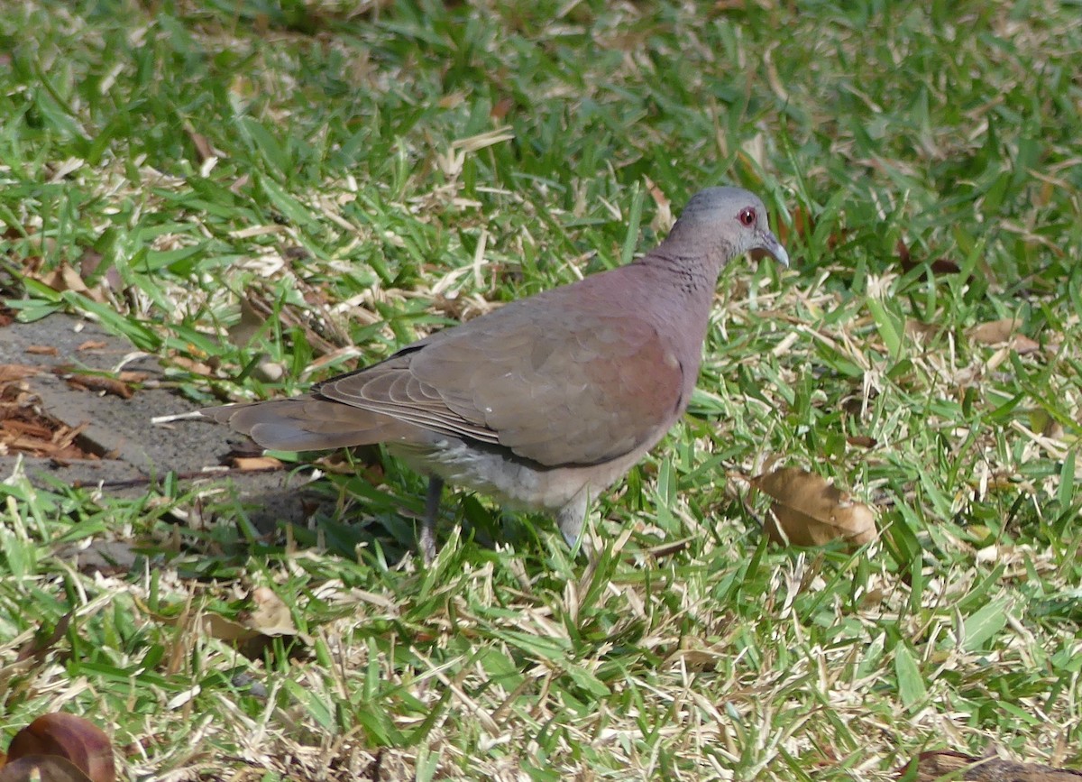 Malagasy Turtle-Dove - ML640146965