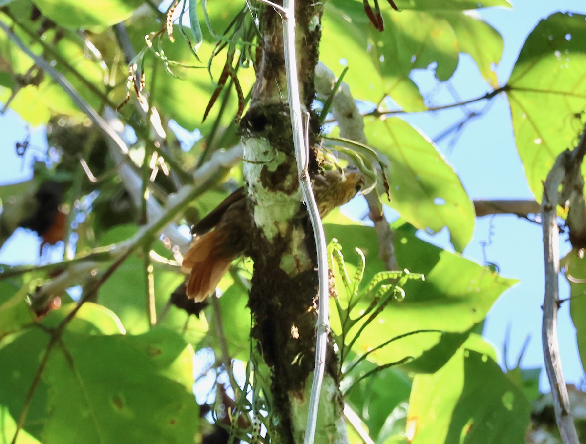 Pale-browed Treehunter - ML640146977