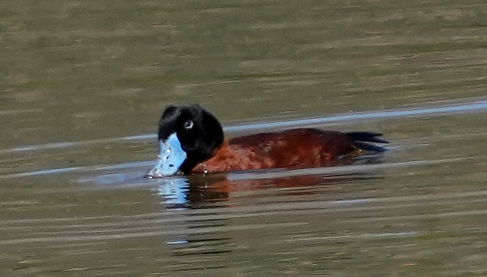 Érismature maccoa - ML640146987