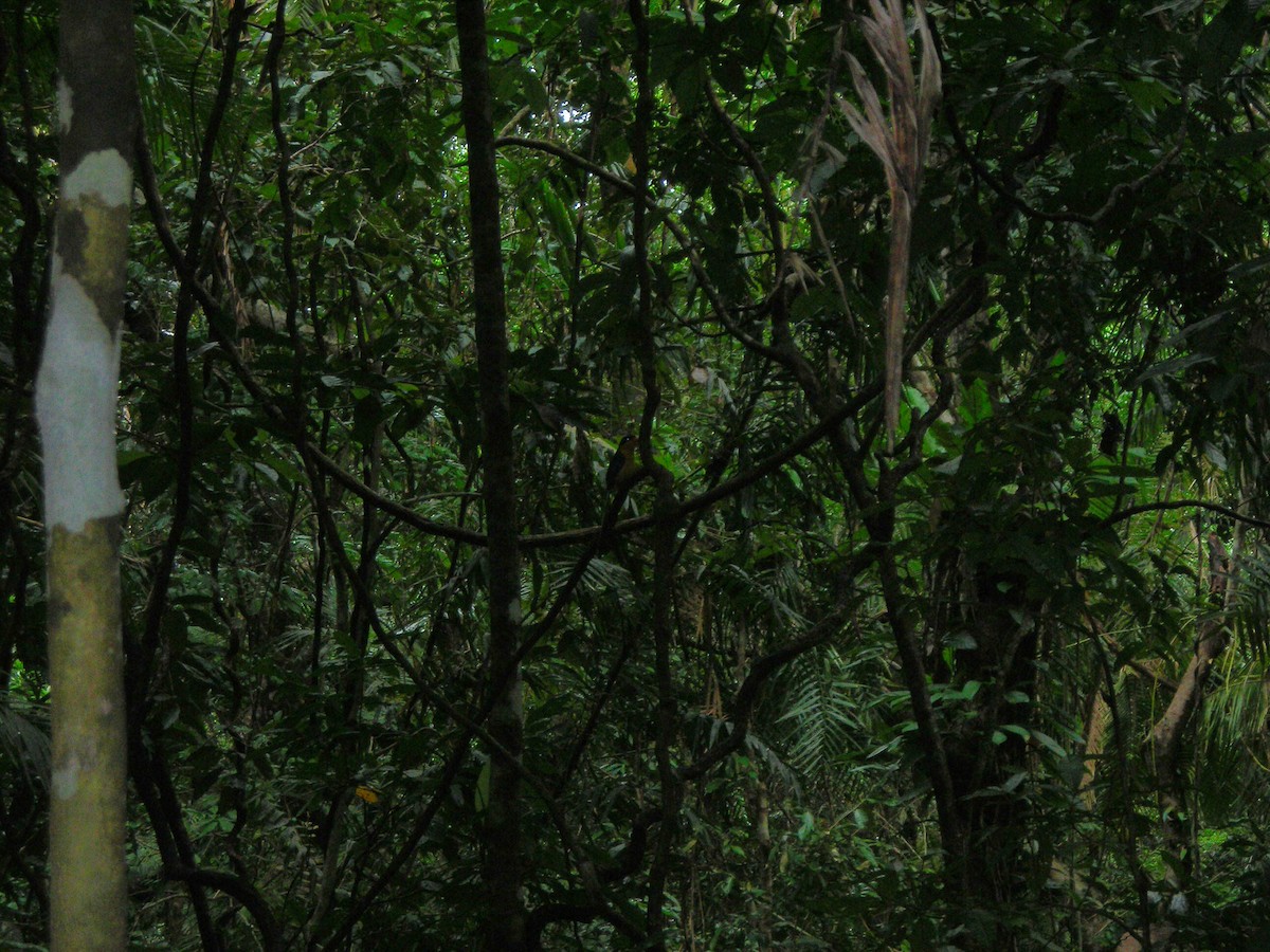 Buff-breasted Paradise-Kingfisher - ML640147019
