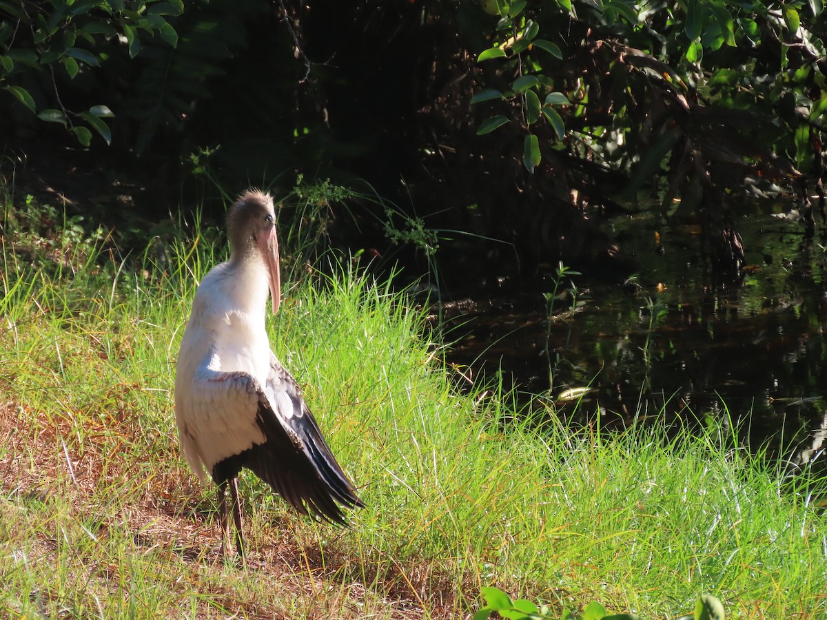 amerikastork - ML640147056