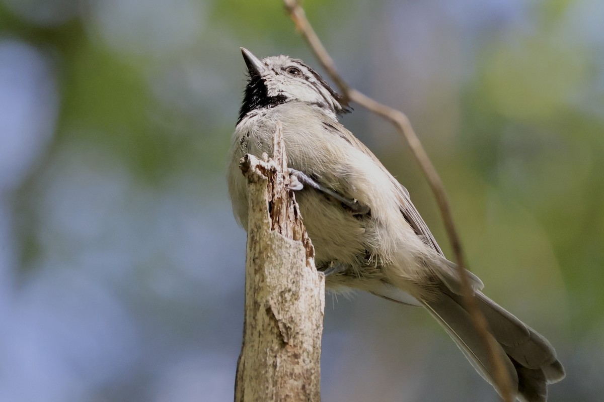 Bridled Titmouse - ML640147124