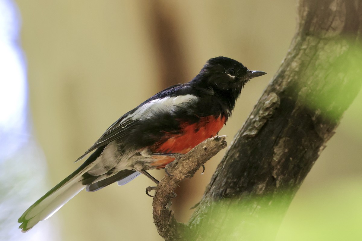 Painted Redstart - ML640147132