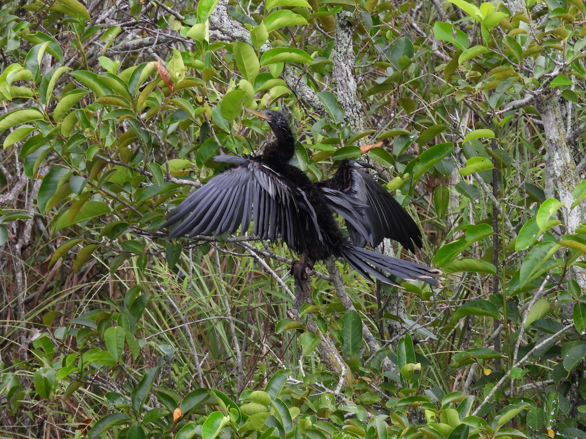 Amerika-Schlangenhalsvogel - ML640147204