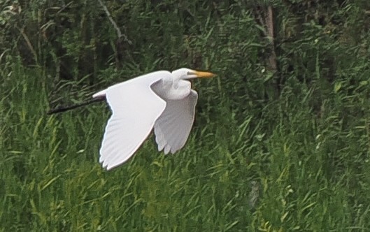 Цасч дэглий - ML640147231