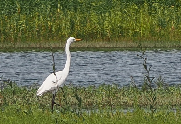 Цасч дэглий - ML640147232