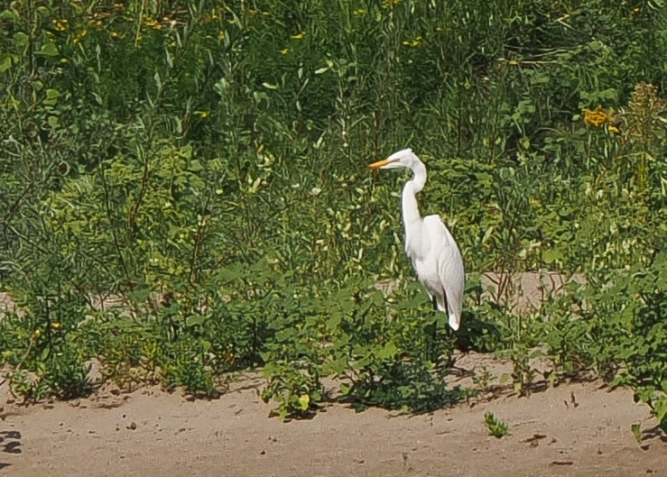 Цасч дэглий - ML640147233