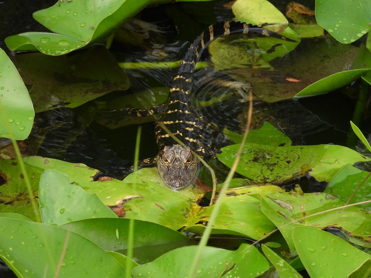 Mississippi-Alligator - ML640147236