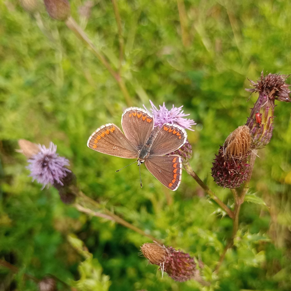 Brown Argus - ML640147242
