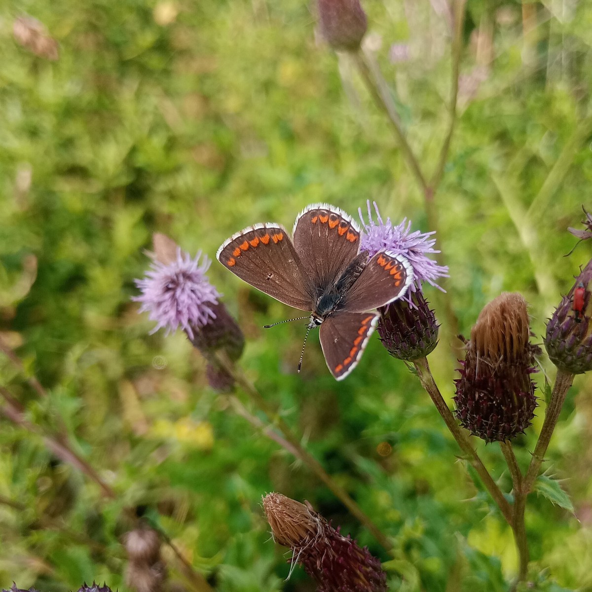 Brown Argus - ML640147245