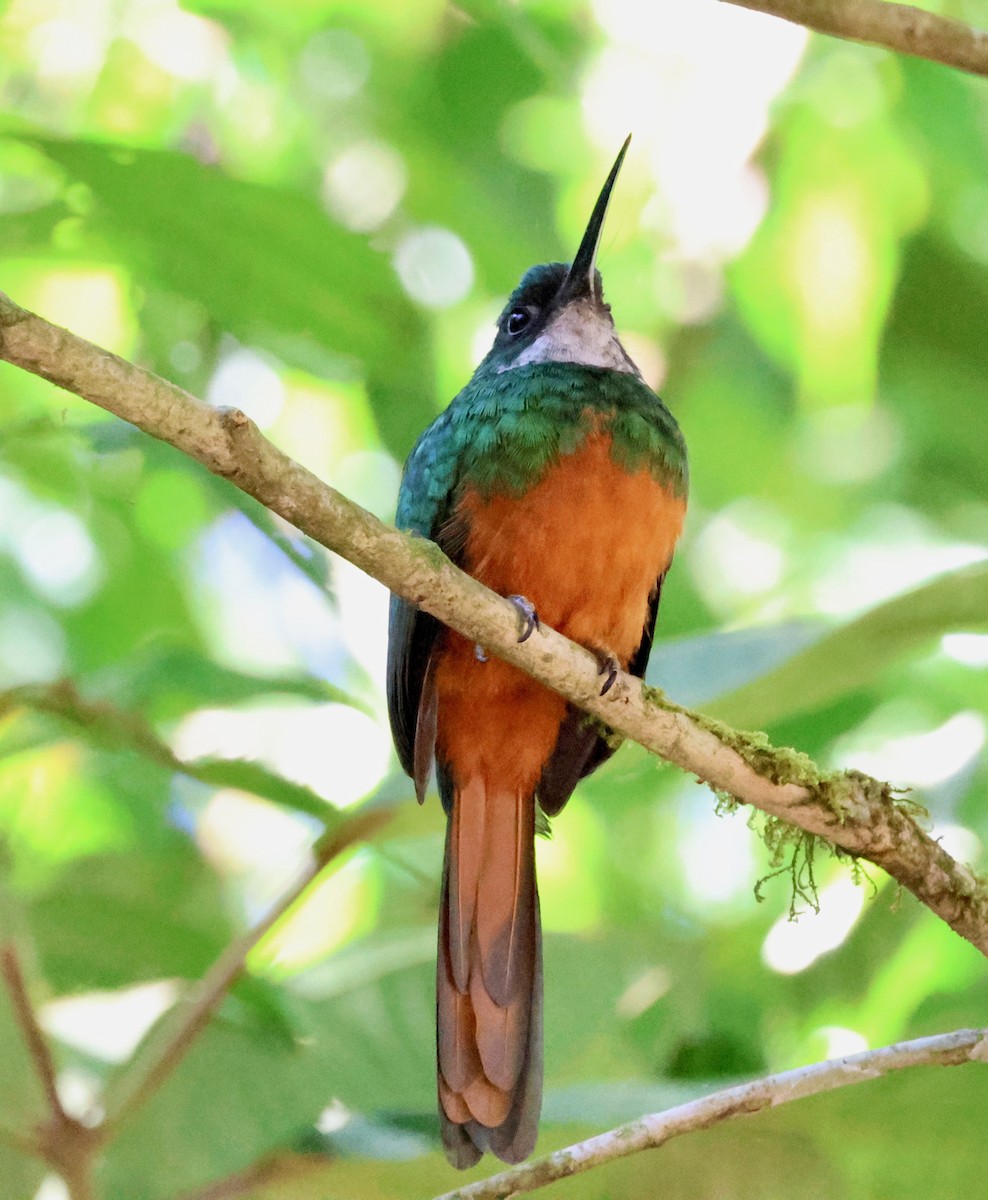 Rufous-tailed Jacamar - ML640147246