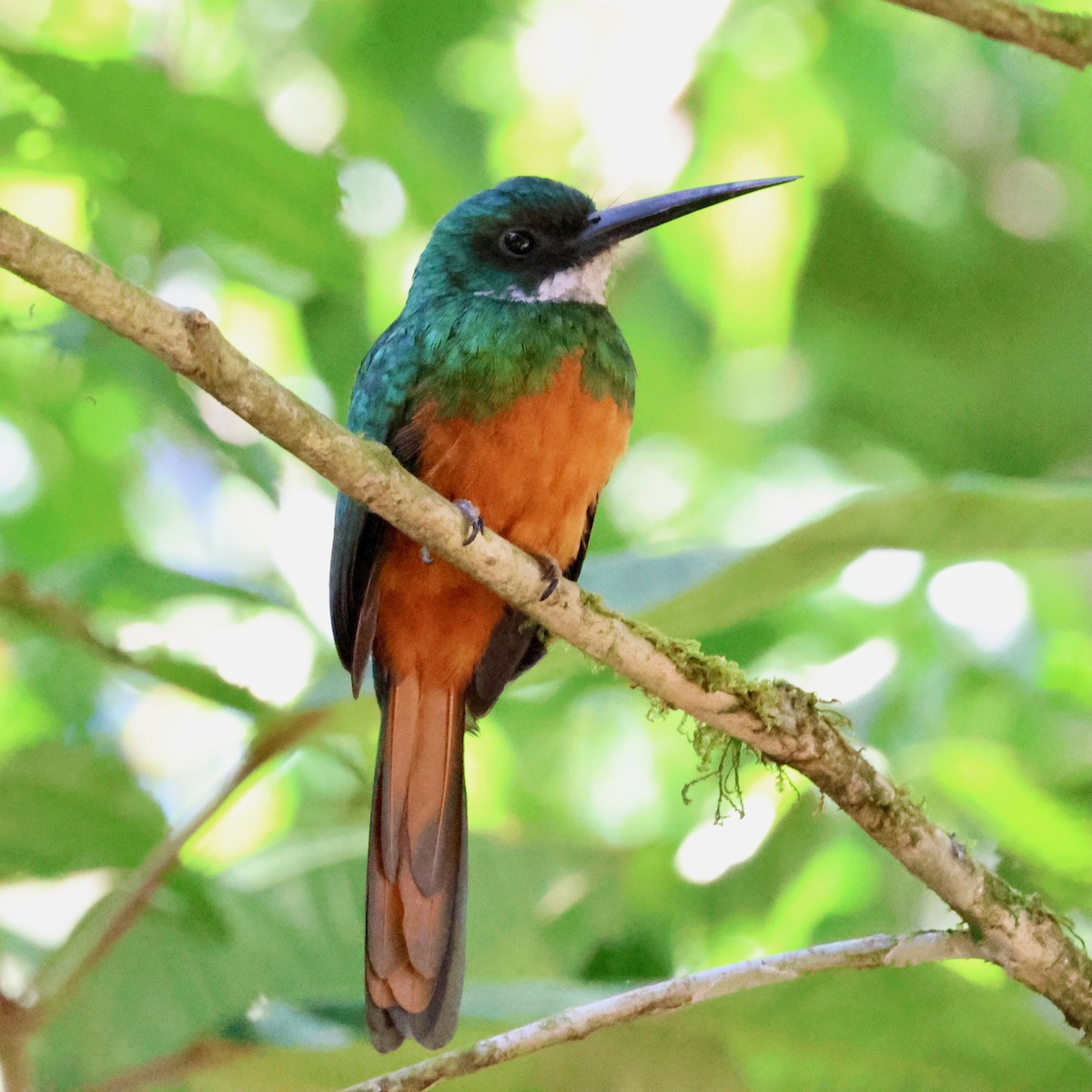 Rufous-tailed Jacamar - ML640147257