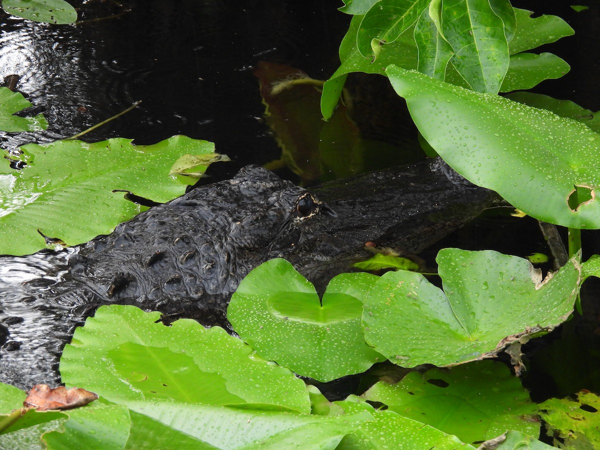 Mississippi-Alligator - ML640147286