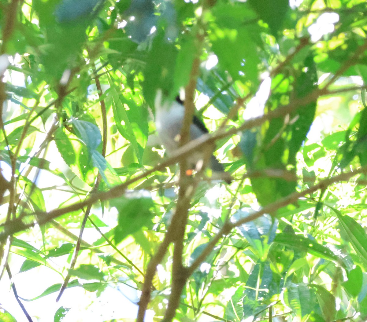 White-bearded Manakin - ML640147325
