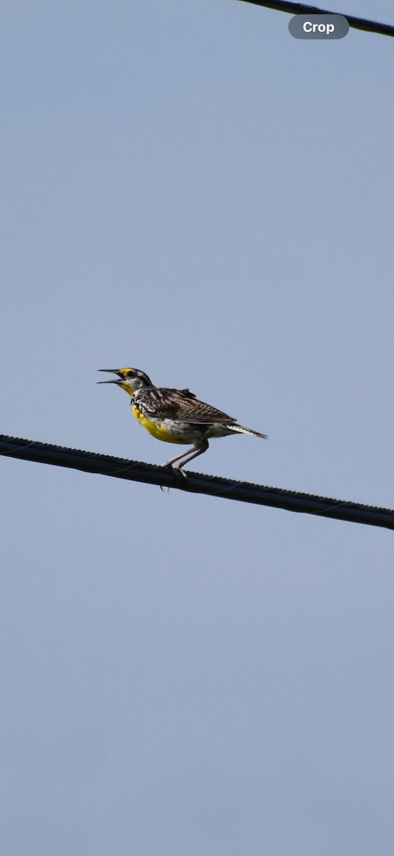 Eastern Meadowlark - ML640147334