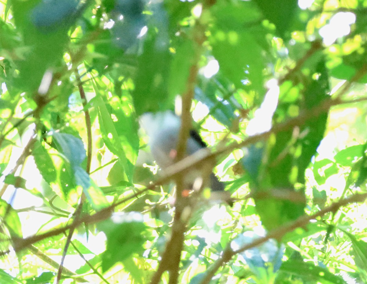 White-bearded Manakin - ML640147378