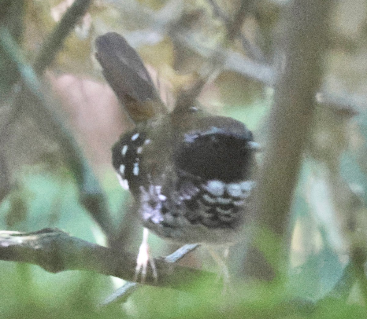 Squamate Antbird - ML640147432