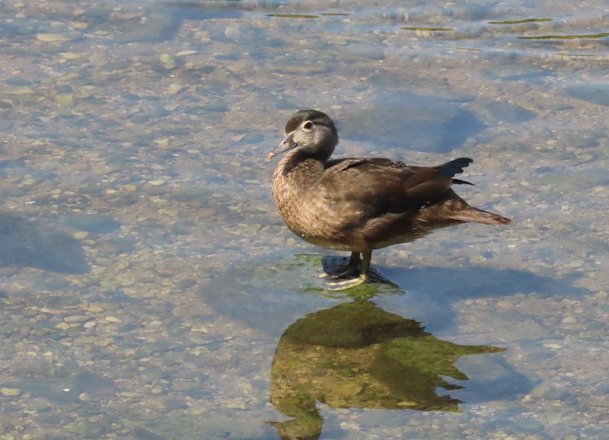 Wood Duck - ML640147493