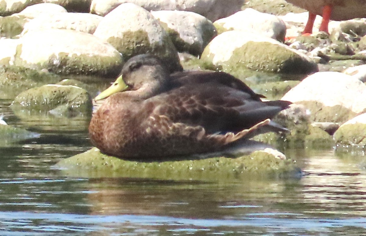 American Black Duck - ML640147531