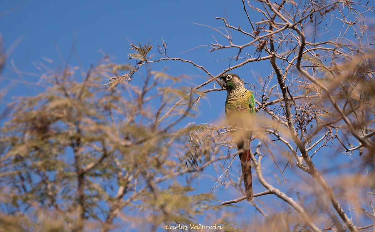 Green-cheeked Parakeet - ML640147567