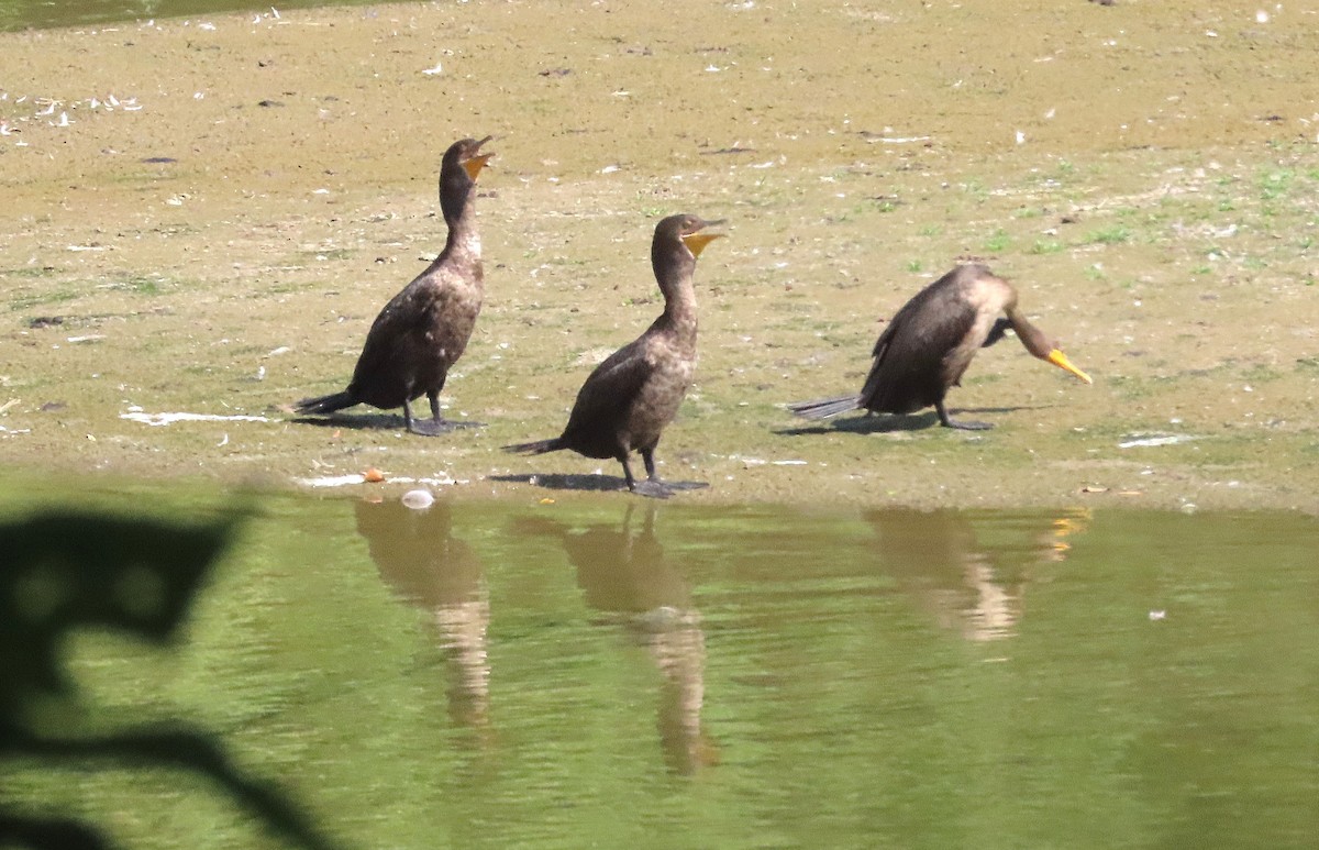 Double-crested Cormorant - ML640147629
