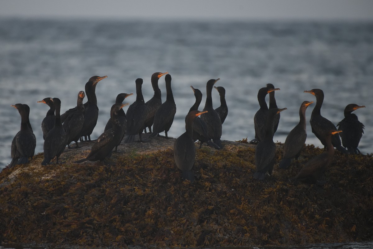 Double-crested Cormorant - ML640147652