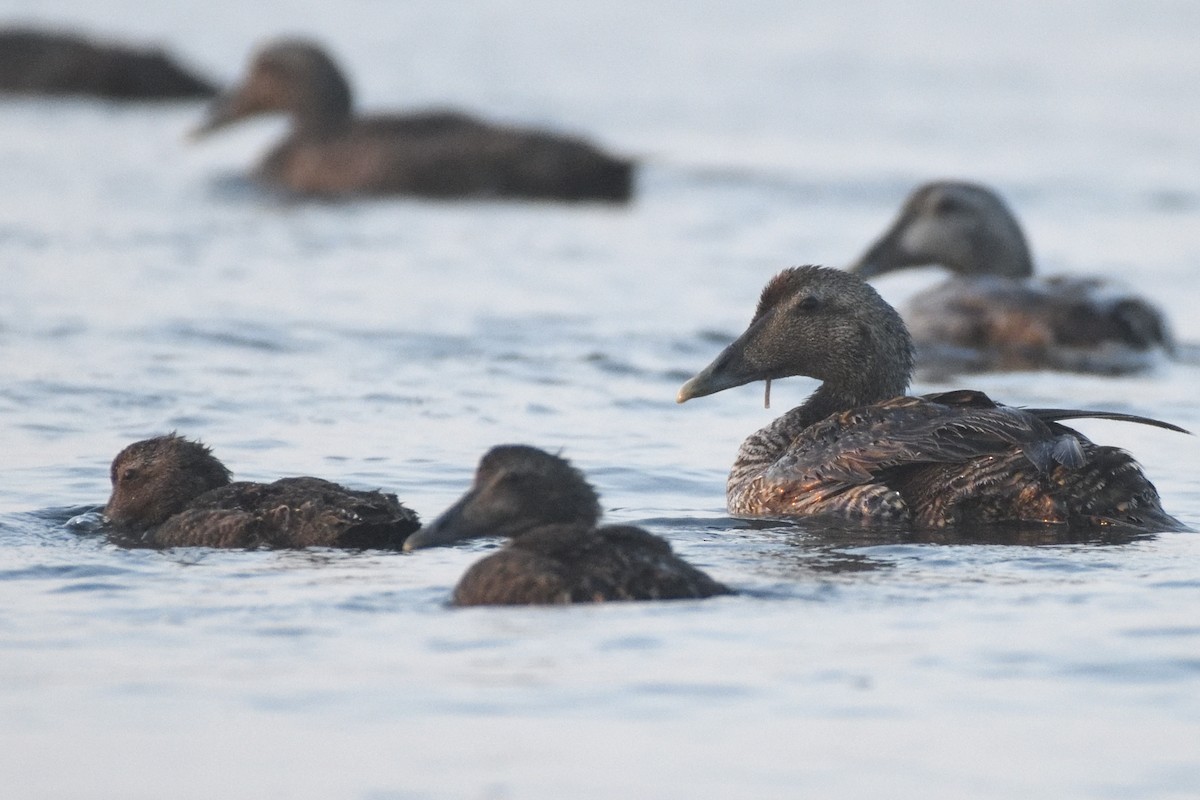 Common Eider (Dresser's) - ML640147668