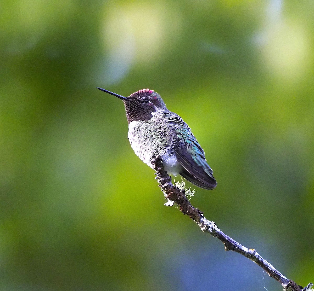 Anna's Hummingbird - ML640147775