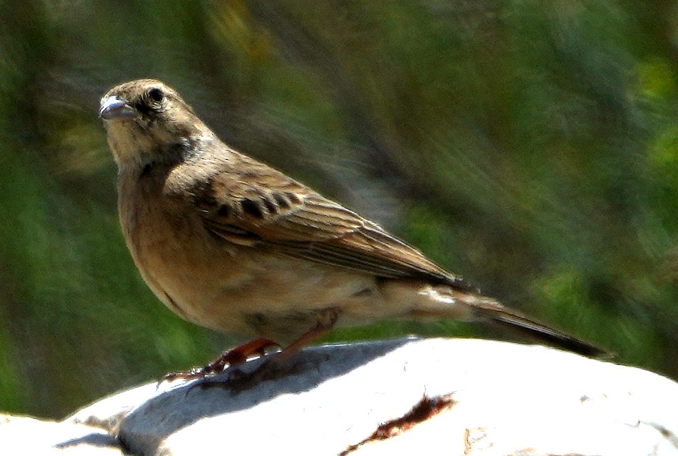 Lark-like Bunting - ML640147805