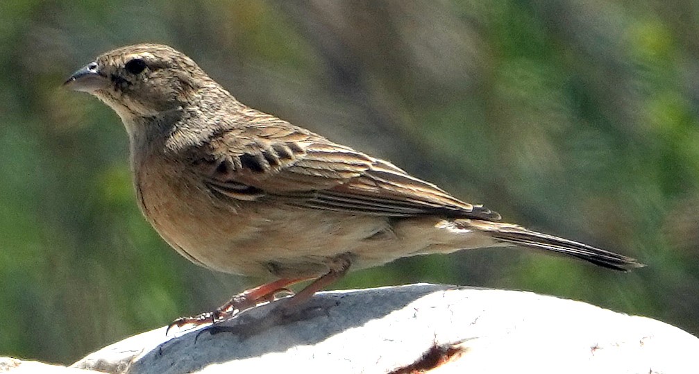 Lark-like Bunting - ML640147806