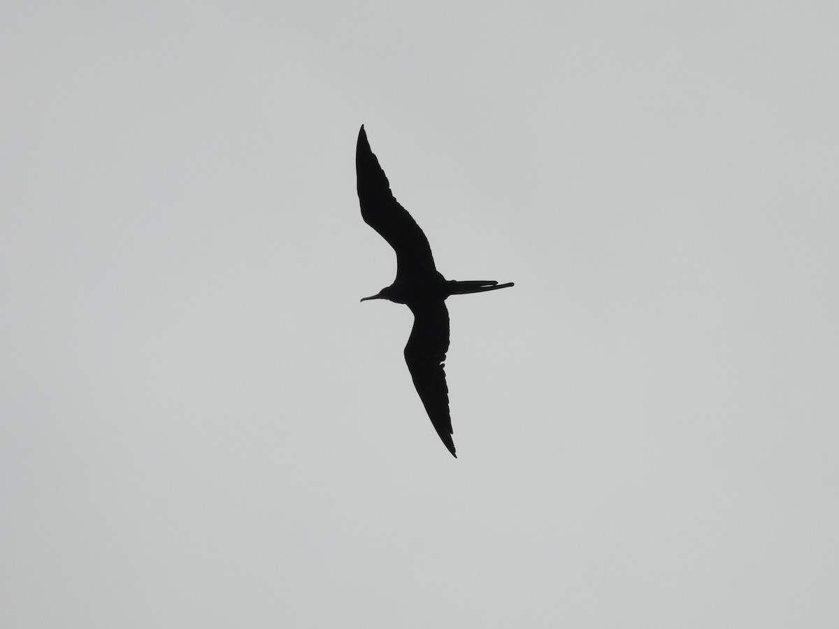 Prachtfregattvogel - ML640147820