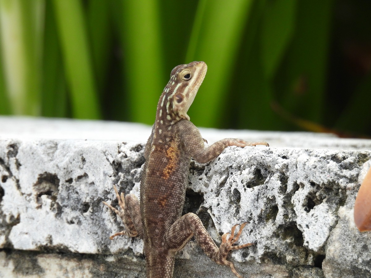 Peters's Rock Agama - ML640147823