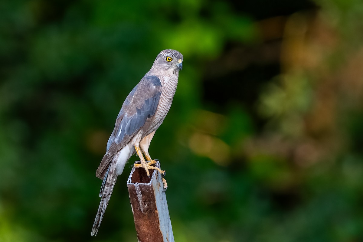 Shikra - ML640147843