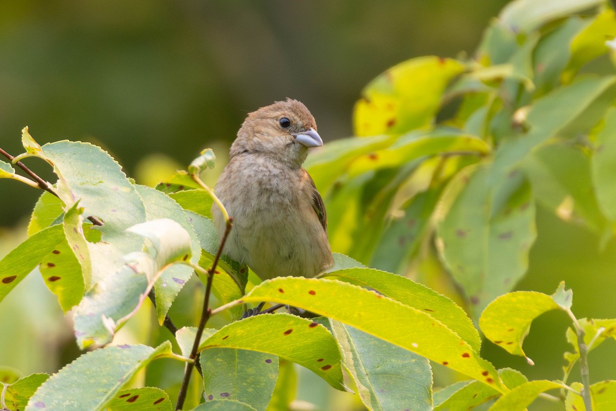 Indigo Bunting - Miriam Baril