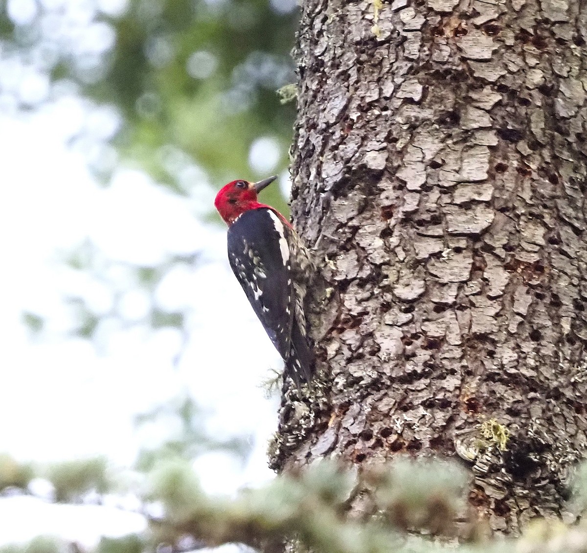 Red-breasted Sapsucker - ML640147921