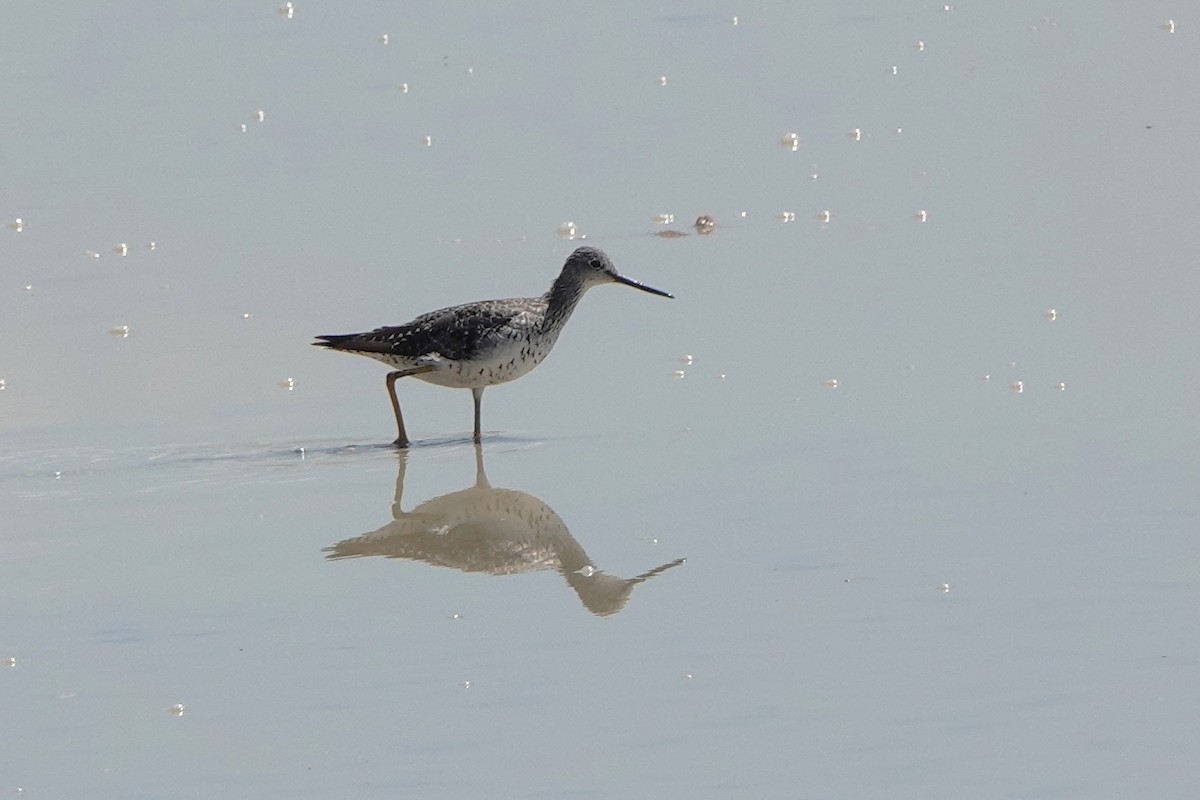 Greater Yellowlegs - ML640147938