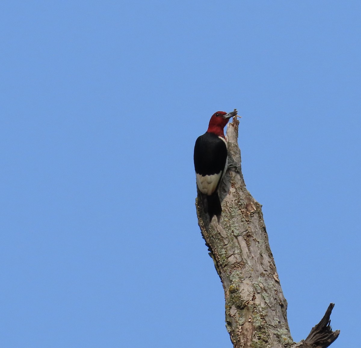 Red-headed Woodpecker - ML640147947
