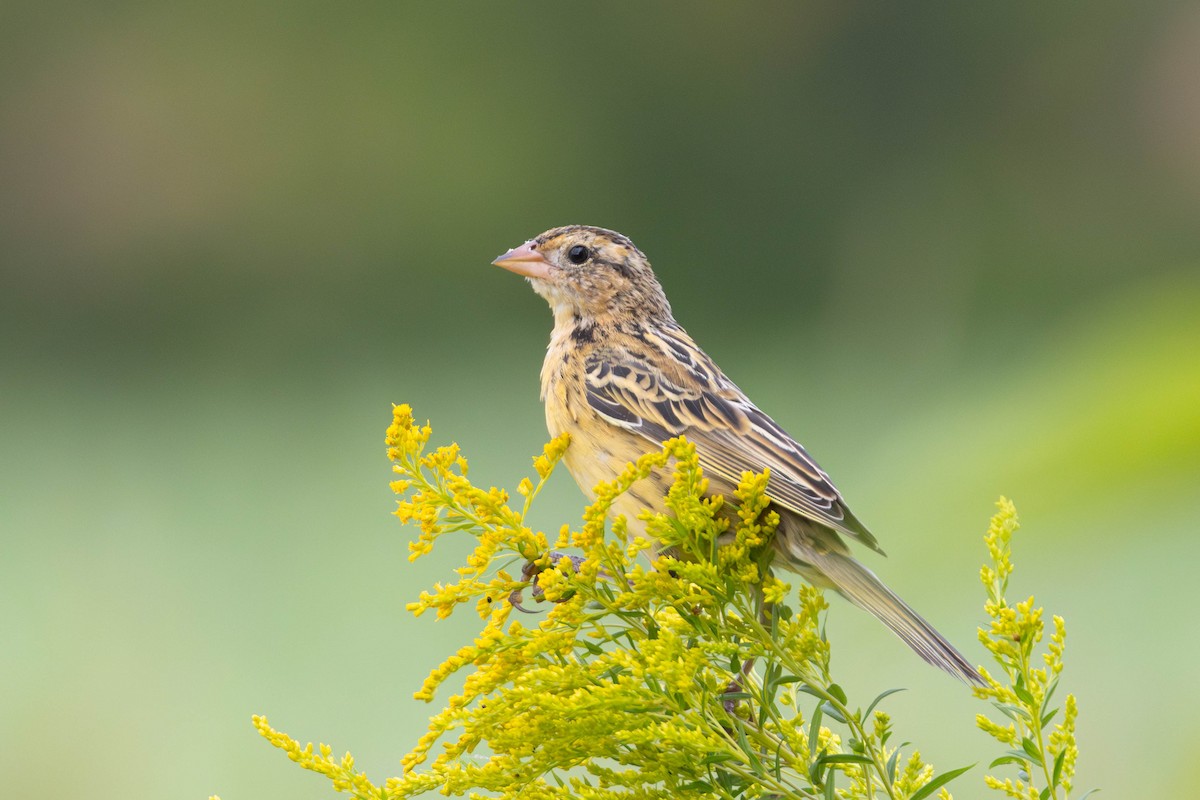 Bobolink - ML640147969