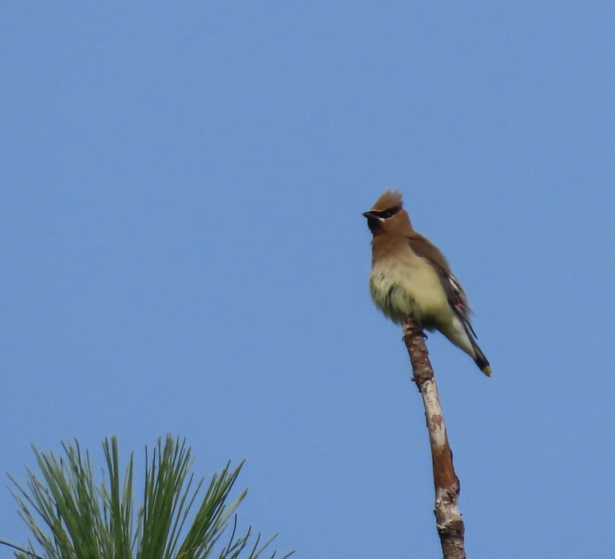 Cedar Waxwing - ML640148041