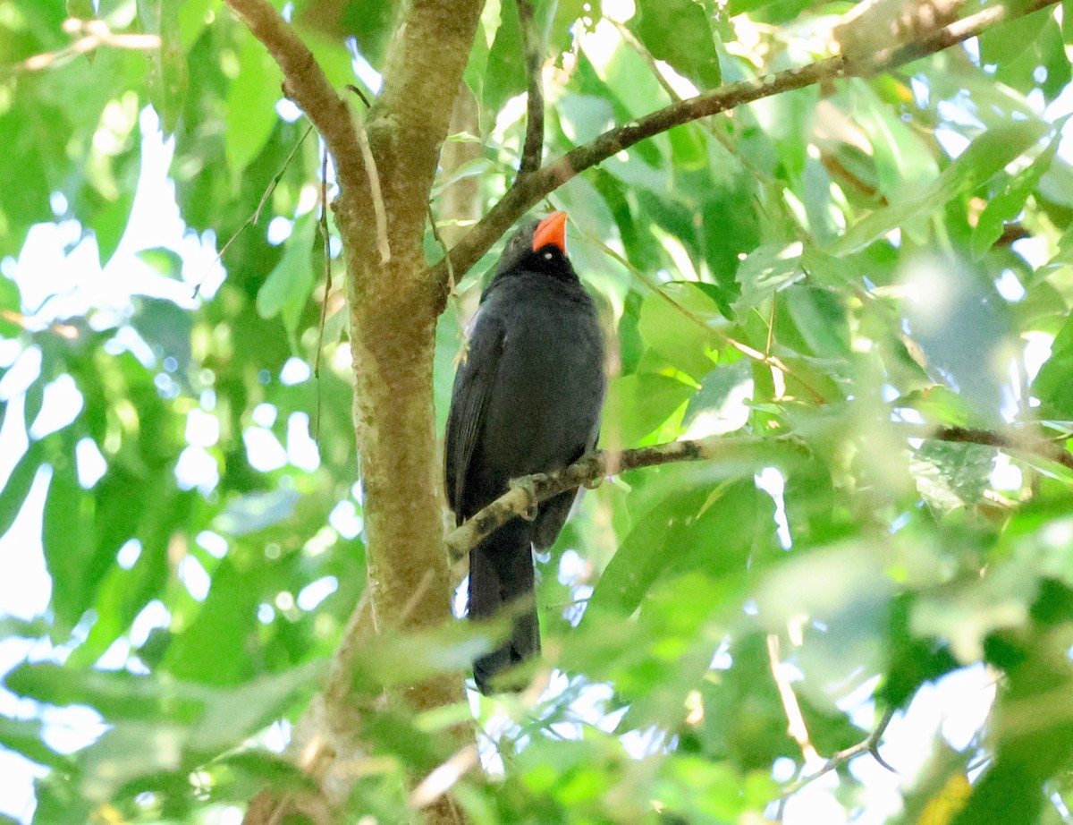 Black-throated Grosbeak - ML640148044