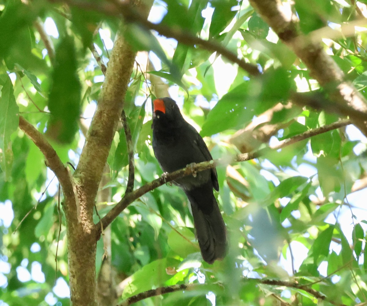 Black-throated Grosbeak - ML640148055