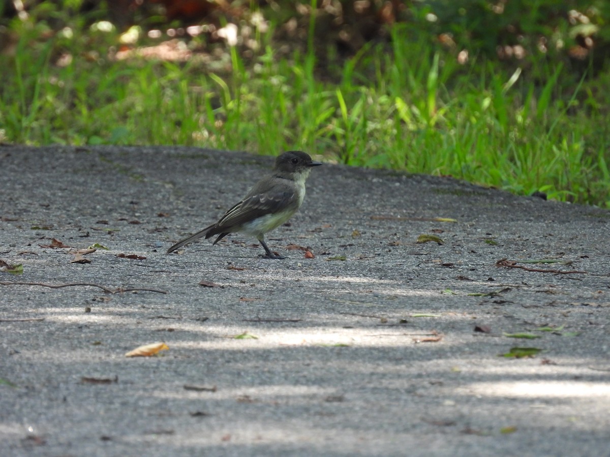 Eastern Phoebe - ML640148083