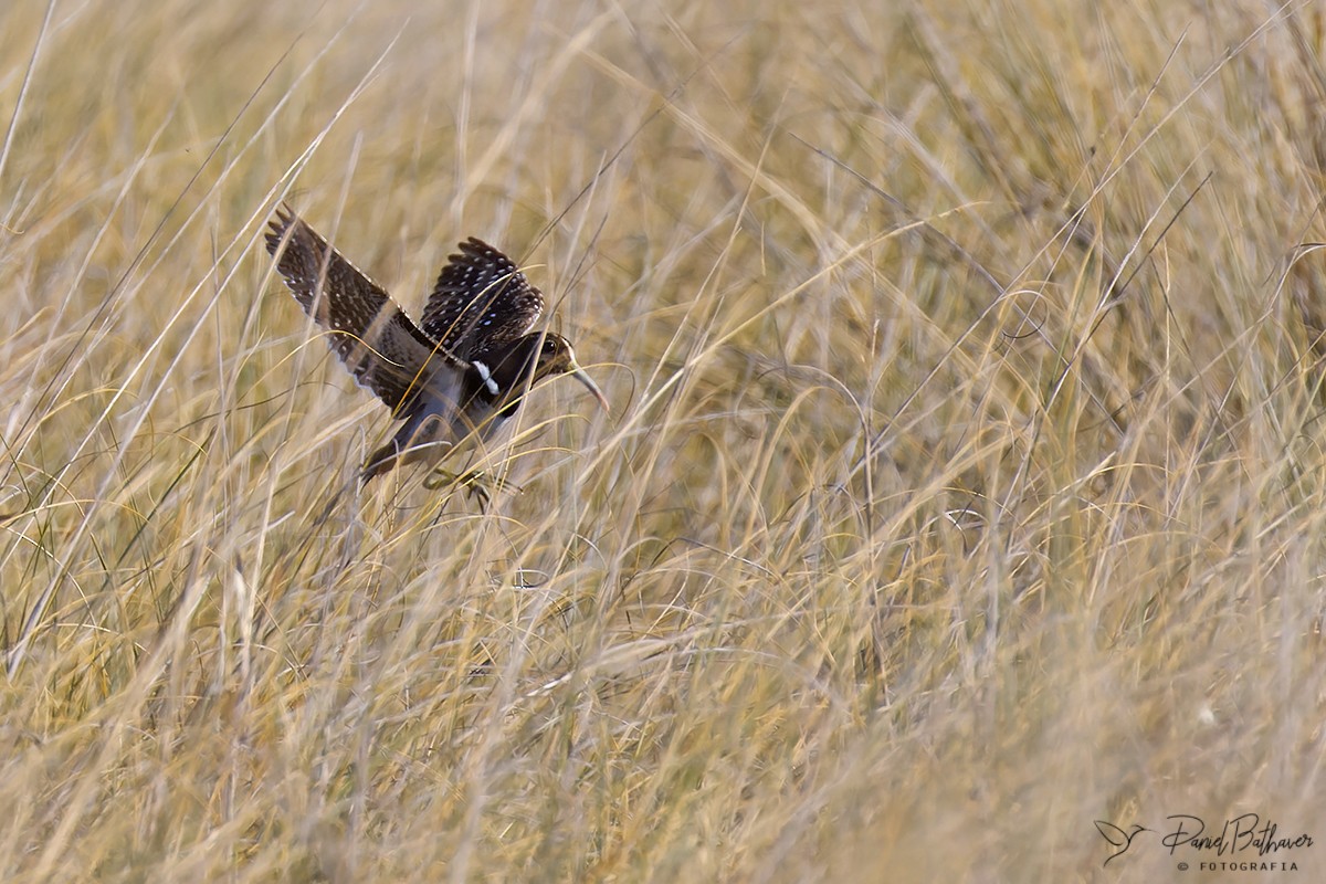 South American Painted-Snipe - ML640148117