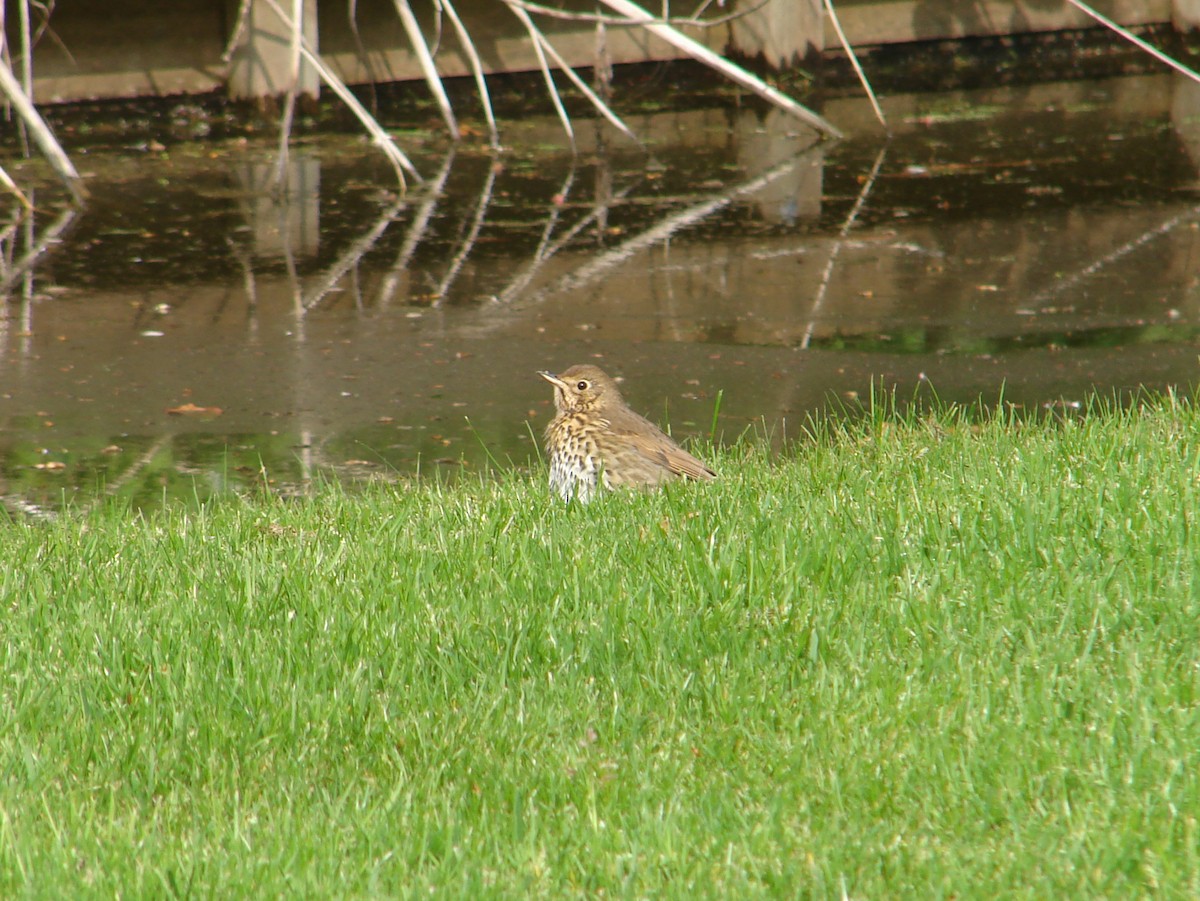 Song Thrush - ML640148131